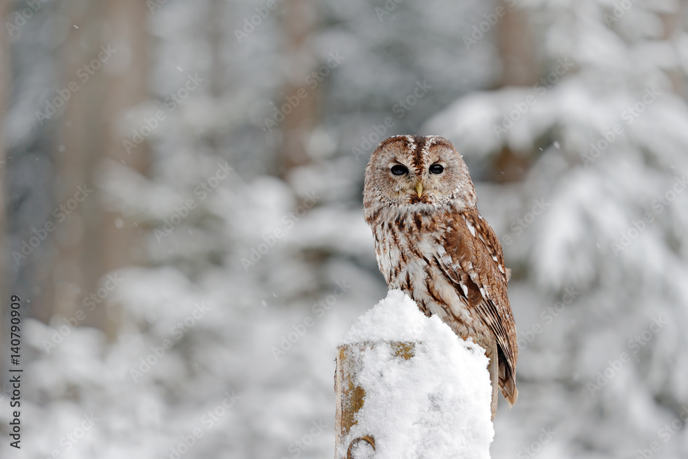 Fototapeta premium Tawny Owl snow covered in snowfall during winter, snowy forest in background, nature habitat. Wildlife scene from Slovakia. Cold winter forest with bird. Spruce trees with snow.