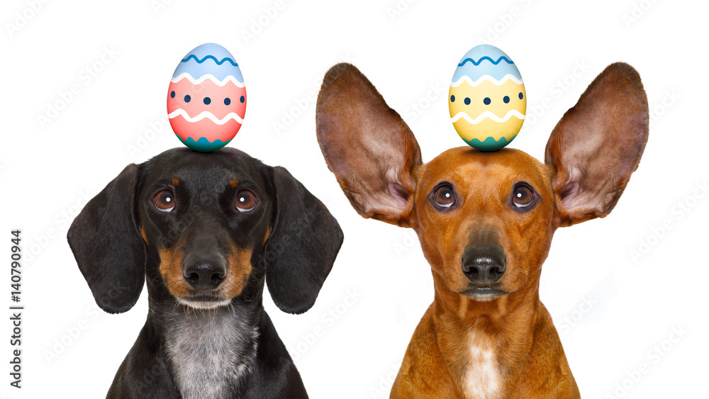 Naklejka premium easter bunny dogs with egg