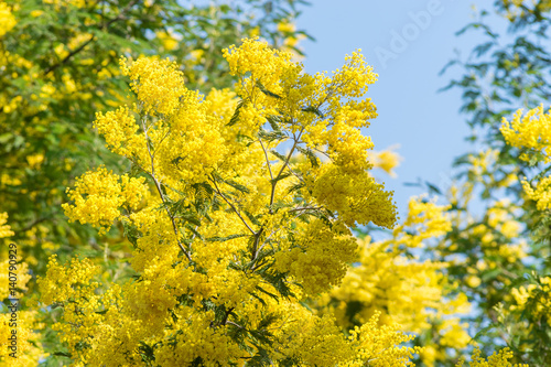 Fototapeta Naklejka Na Ścianę i Meble -  Ramo di mimosa