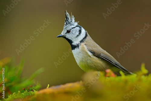 Crested Tit, cute songbird with grey crest sitting on beautiful yellow lichen branch with clear green background, nature habitat, France