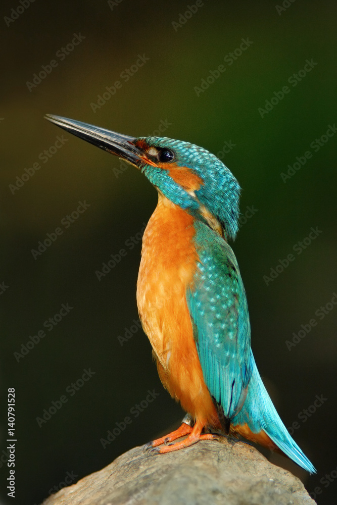 custom made wallpaper toronto digitalKingfisher, blue and orange bird sitting on the stone in the river