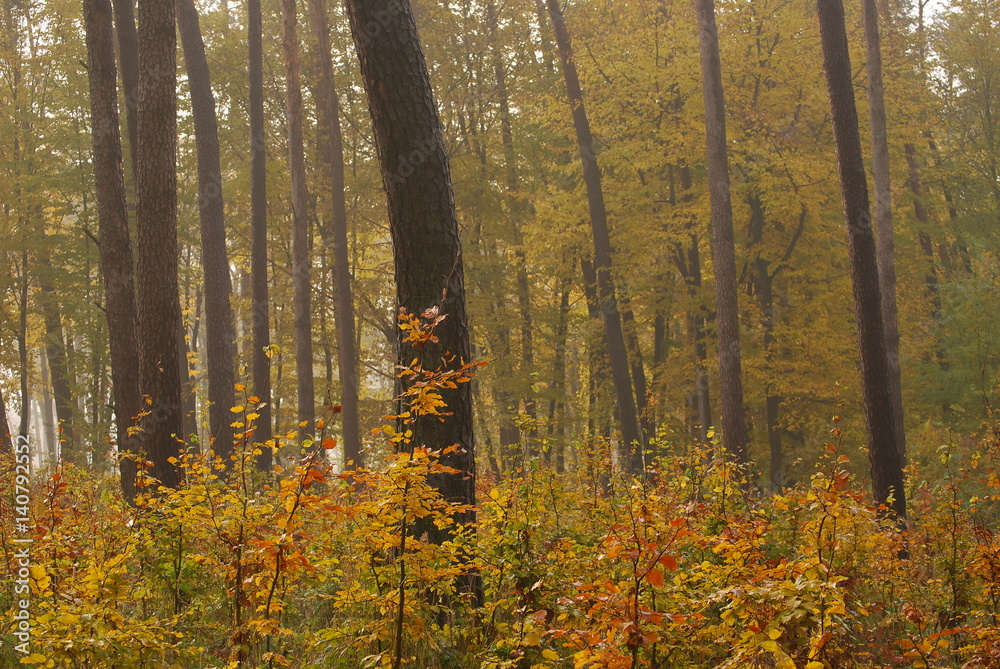 Obraz premium Wyzyna Lubelska, Las.