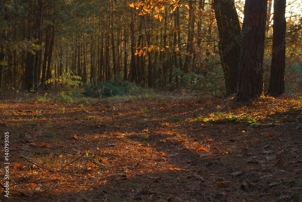 Fototapeta premium Wyzyna Lubelska, Las.