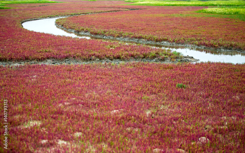 태평 염전 생태공원
