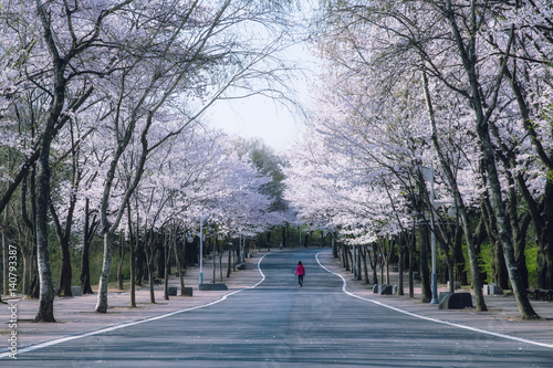 벚꽃이  피고 있는 공원 길