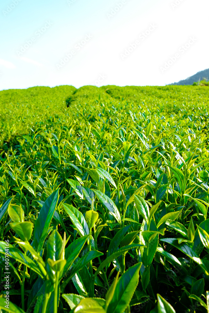 fresh organic tea bud & leaves plantation, the famous Oolong tea area in Alishan mountain with blue sky and sun, Taiwan fresh organic tea bud & leaves plantation, the famous Oolong tea area in Alishan mountain with blue sky and sun, Taiwan