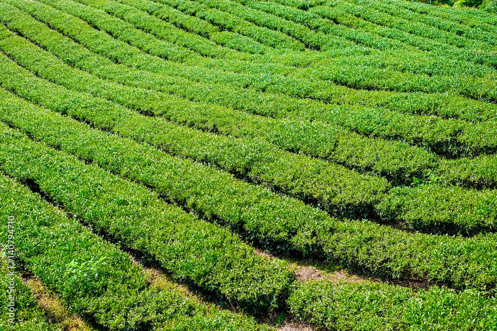 fresh organic tea bud & leaves plantation, the famous Oolong tea area in Alishan mountain with blue sky and sun, Taiwan