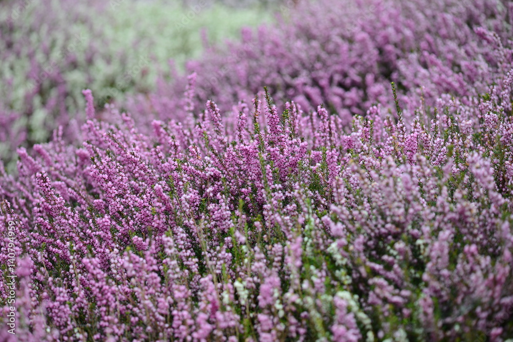 Heather plants in a large mass , cornwall, uk Heather plants in a large mass , cornwall, uk