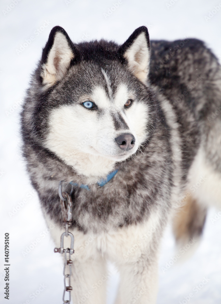 Huskies Huskies