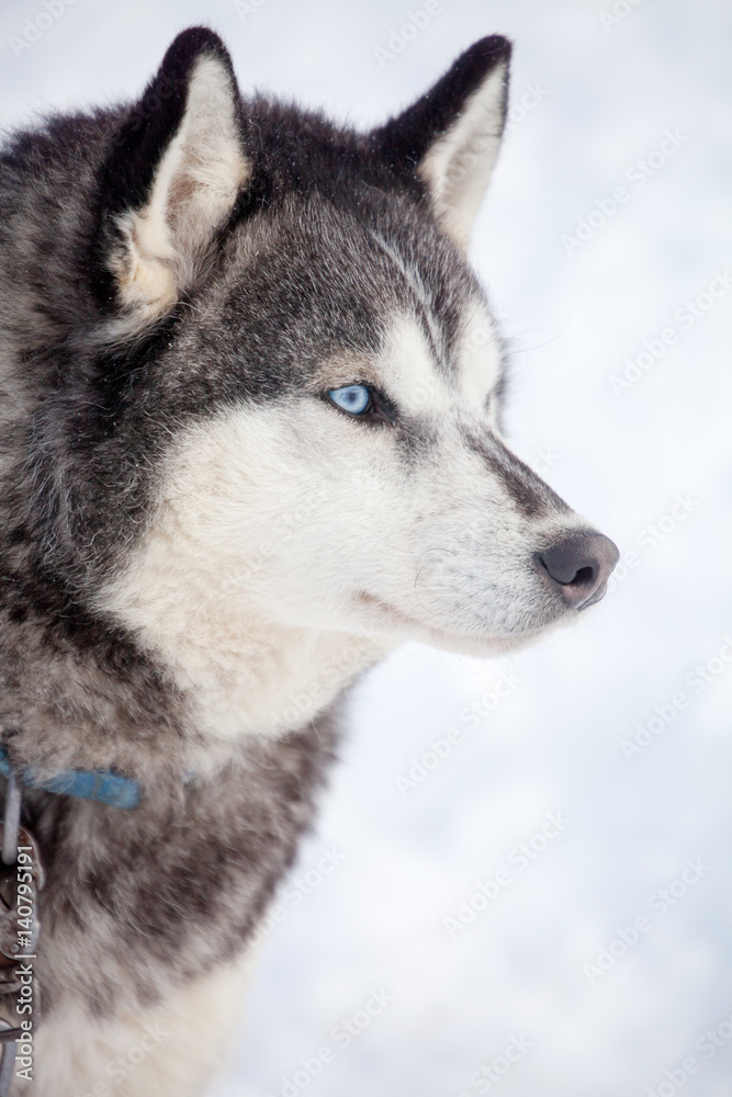 Huskies Huskies