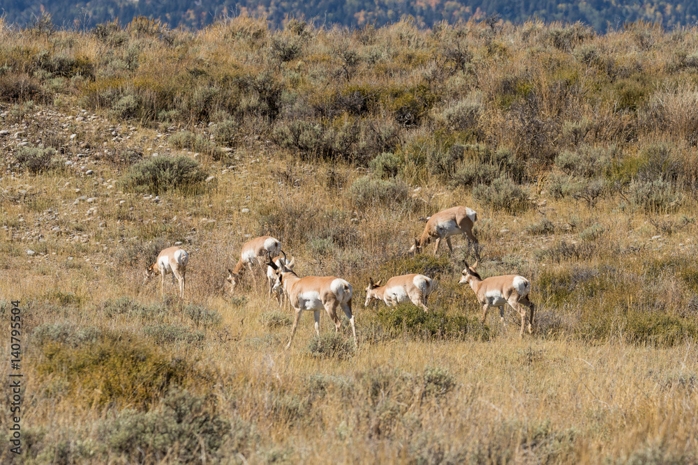 Pronghorn Antelope Herd in the Fall Rut Pronghorn Antelope Herd in the Fall Rut
