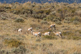 Pronghorn Antelope Herd in the Fall Rut