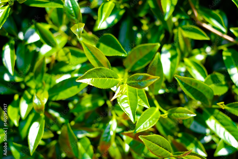 Asia culture concept image - Top view of Fresh organic tea bud & leaves plantation, the famous Oolong tea area in Alishan mountain, Taiwan Asia culture concept image - Top view of Fresh organic tea bud & leaves plantation, the famous Oolong tea area in Alishan mountain, Taiwan