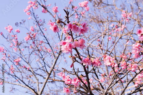 与儀公園の爽やかな桜