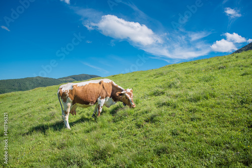 Cow on a pasture in mountains. Valley lit with sunlight in summertime. Mountain range at the background.