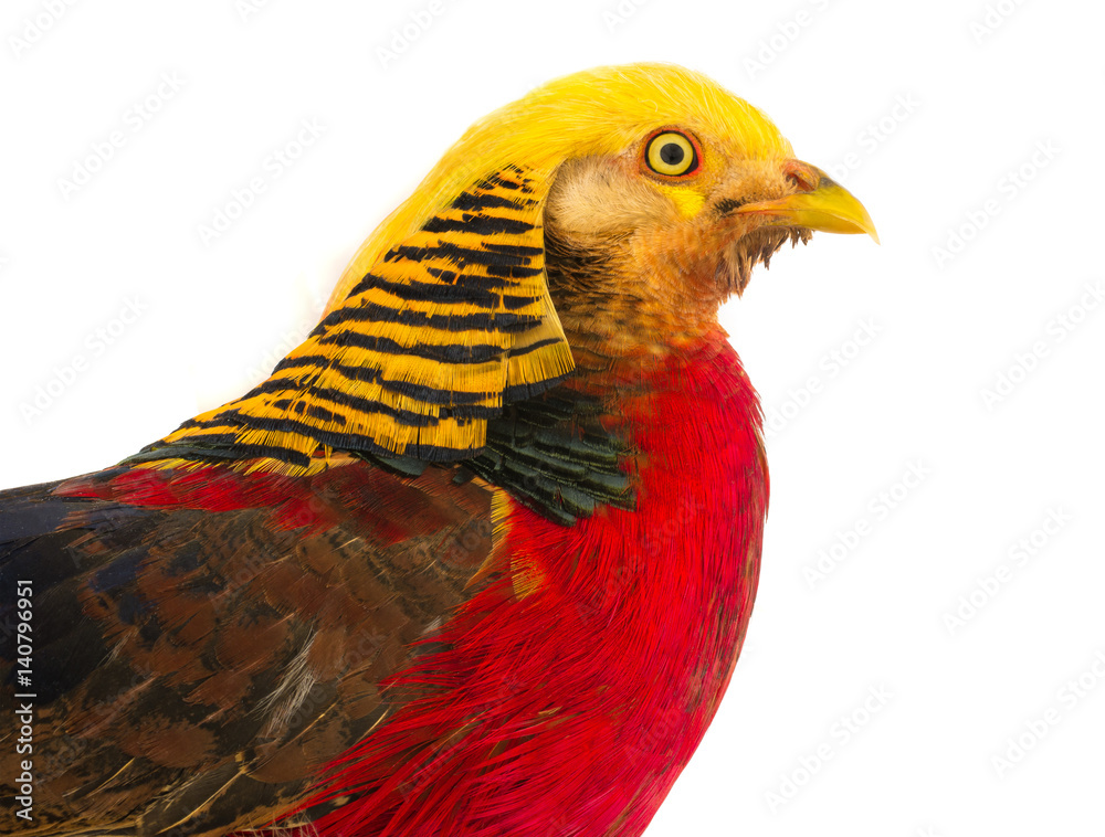 Fototapeta premium portrait pheasant gold