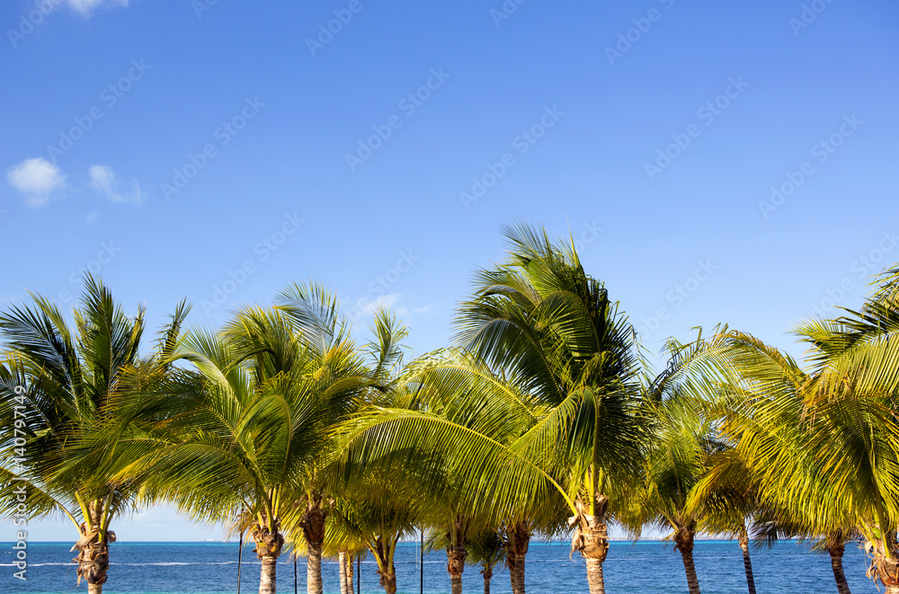 Palm tree tops and the Caribbean ocean in the background.