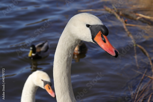 Schw  ne in Berlin  Schwan  Paar  Malchower See  Berlin