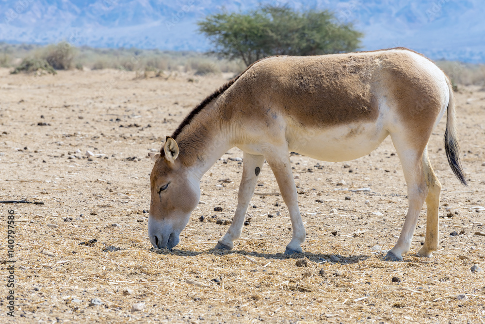 The onager (Equus hemionus) is a brown Asian wild donkey inhabiting nature reserve park near Eilat The onager (Equus hemionus) is a brown Asian wild donkey inhabiting nature reserve park near Eilat