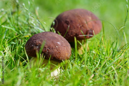 Pair of boletus mushrooms in bright green grass, selective focus