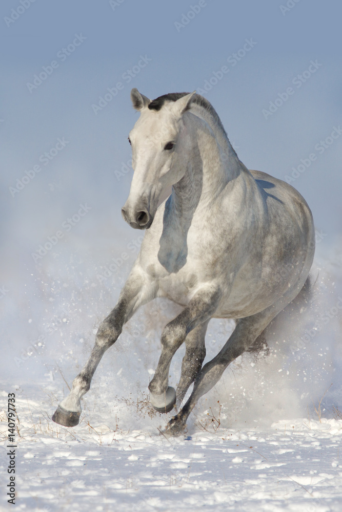 White horse run in snow 