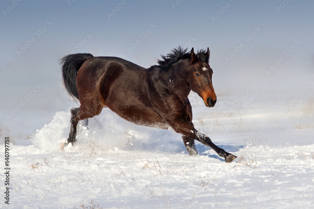 Bay horse run gallop in snow field Bay horse run gallop in snow field