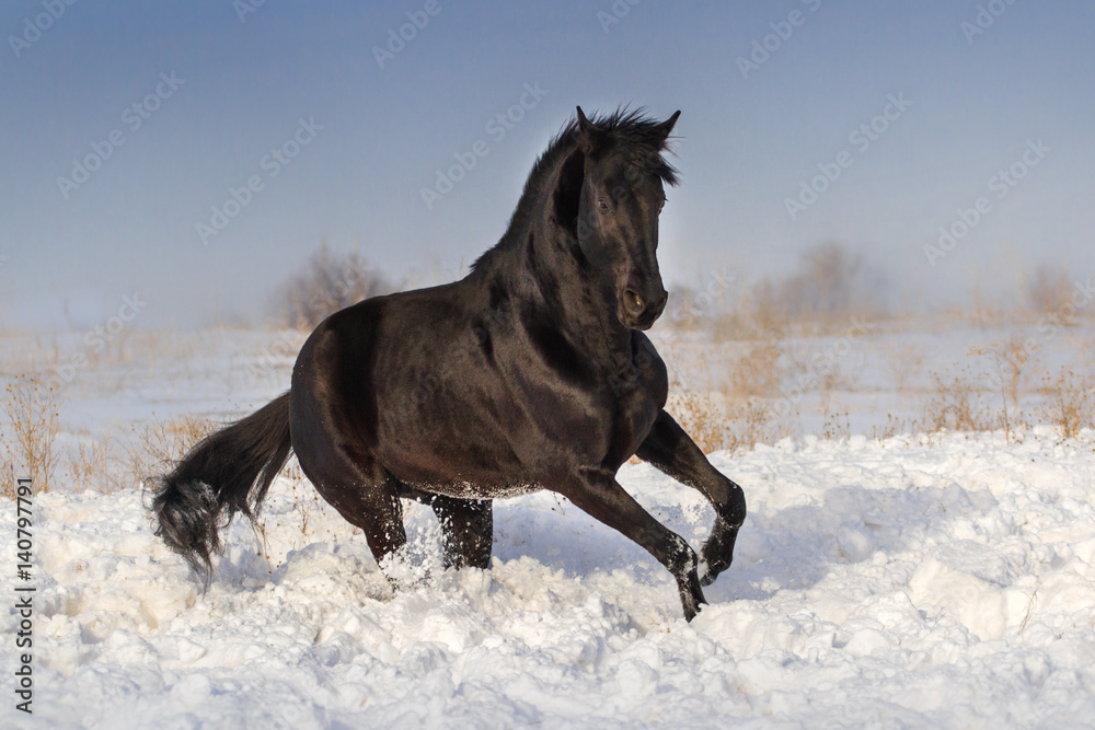 Black horse jump on snow winter field