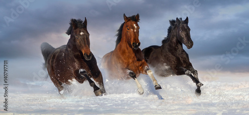 Horse herd run gallop in snow winter field against beautiful sky