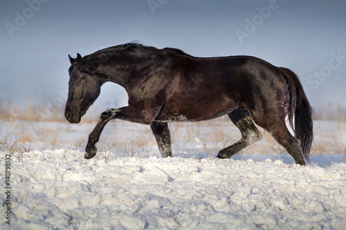 Black horse trotting in snow field