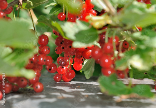 groseilles rouge dans feuillage