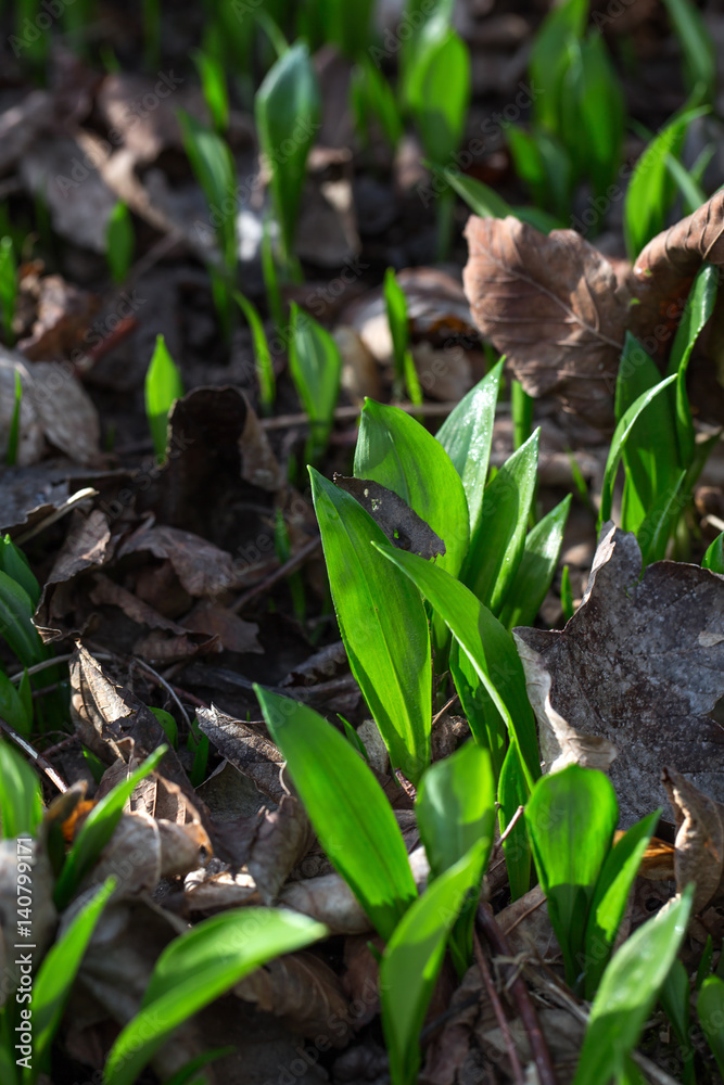 Obraz premium Frischer Bärlauch im Wald