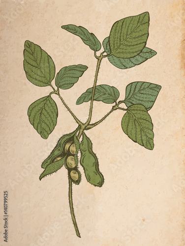 soy twig, engraving style color vector drawing on vintage old paper, realistic parchment or cardboard background