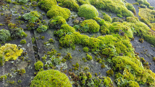 Close up of Moss on Roof Tiles