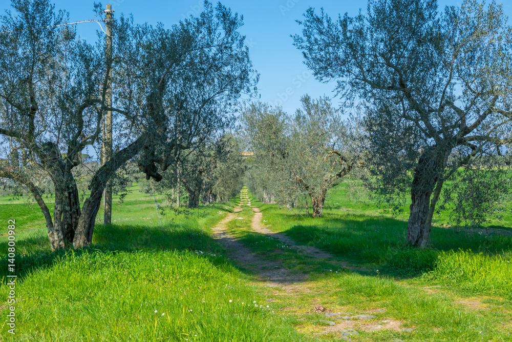 Sentiero di campagna