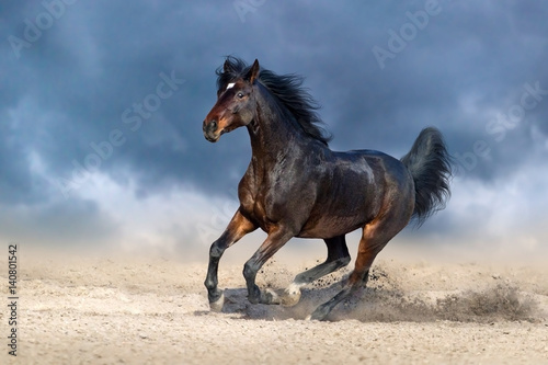 Beautiful bay horse run gallop in sandy field against dark blue sky