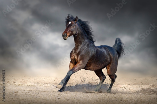 Beautiful bay horse run gallop in sandy field against dark sky
