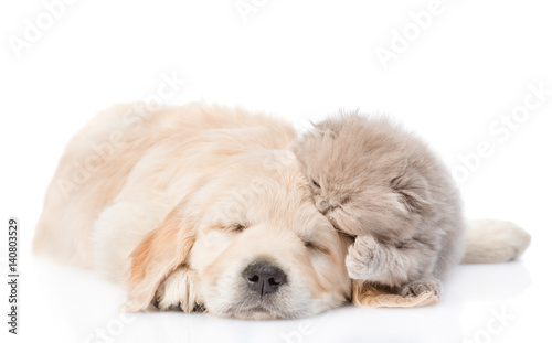 Sleeping golden retriever puppy embracing tiny kitten. isolated on white background © Ermolaev Alexandr