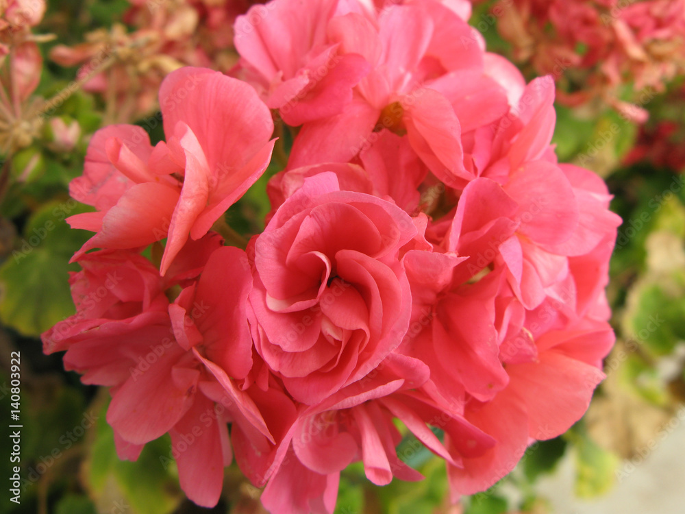 Fleurs de géranium rose Fleurs de géranium rose