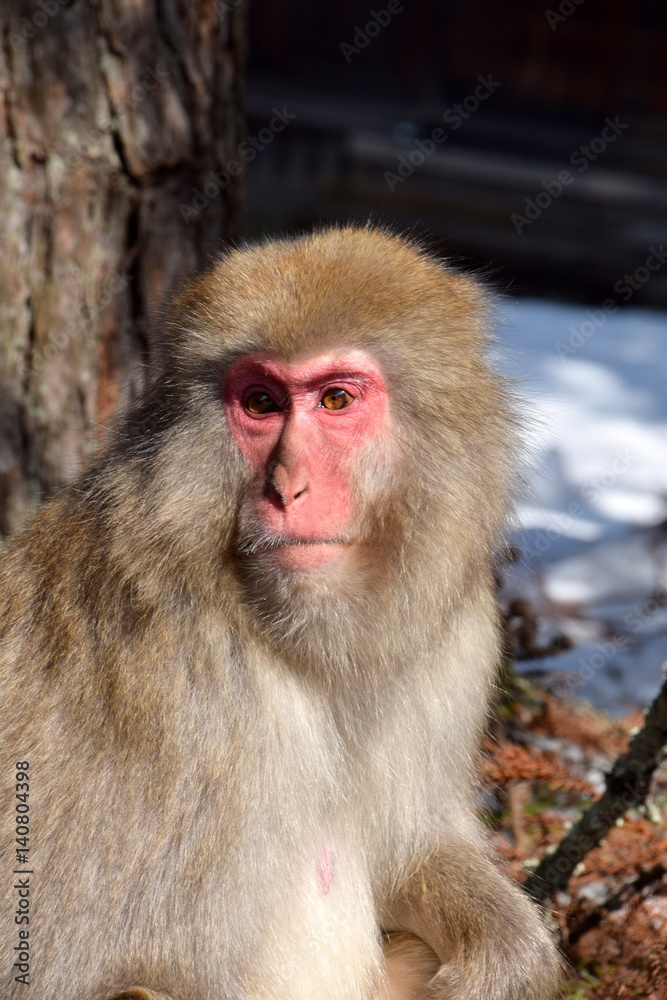 Naklejka premium Japanese monkey
