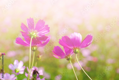 cosmos flowers vintage tone background wallpaper

