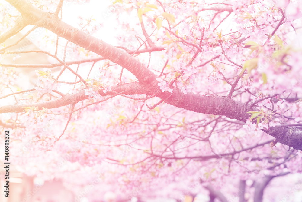 soft focus pink sakura blooming