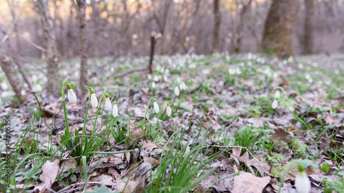 Snowdrop spring flowers in forest