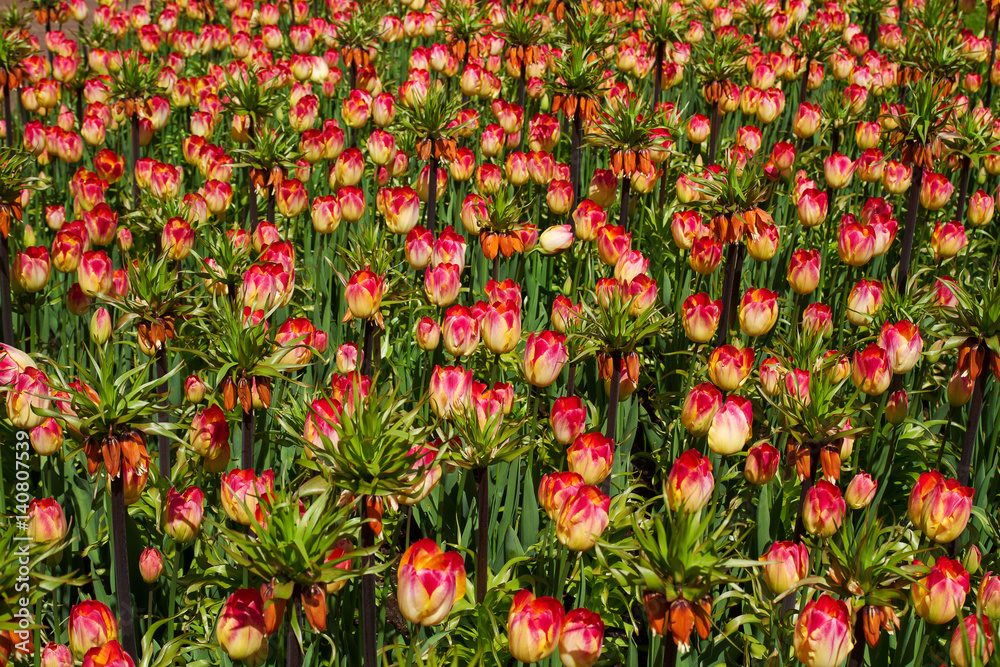 Colorful tulip flowers in spring park. Flower landscape