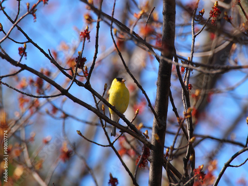 Goldfinch in Spring