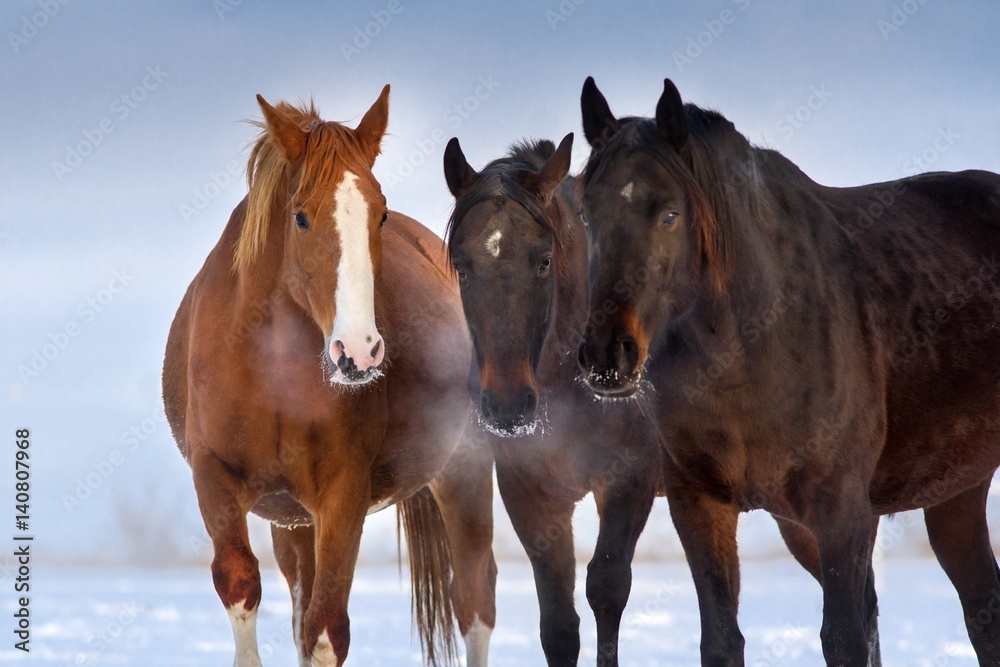 Horses portrait in winter pasture in frozen day Horses portrait in winter pasture in frozen day