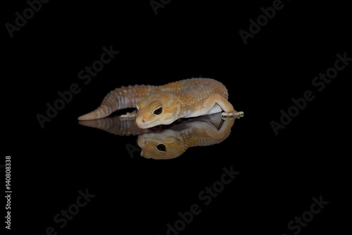 Fat Tail Gecko