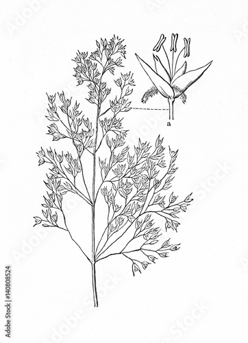 Common bent (Agrostis capillaris) (from Meyers Lexikon, 1895, 7/876/877)
 photo