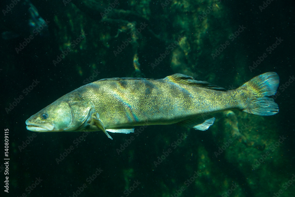 Underwater World – Sander Fish (Pike-Perch)