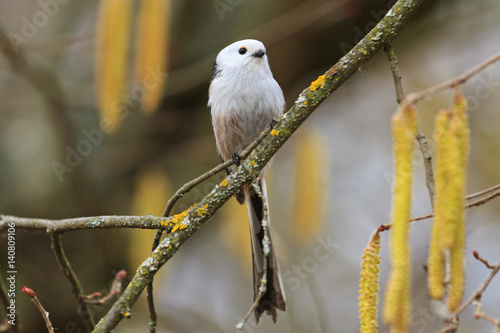 long-tailed tit of spring earrings trees