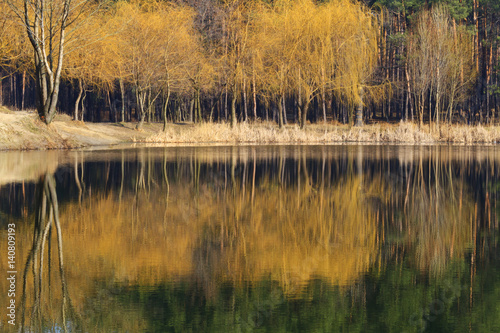 Spring forest reflected in lake